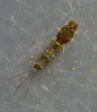 Paracloeodes minutus - photo 3
