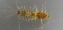 Paracloeodes minutus - photo 4