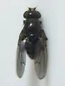 Paracoenia bisetosa