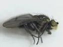 Paracoenia bisetosa - photo 2