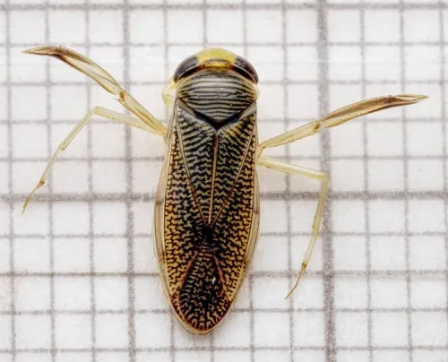 Paracorixa concinna
