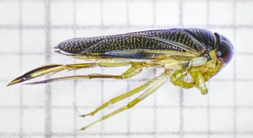 Paracorixa concinna - photo 2