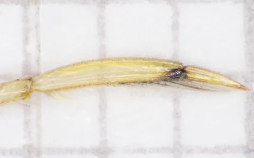 Paracorixa concinna - photo 3