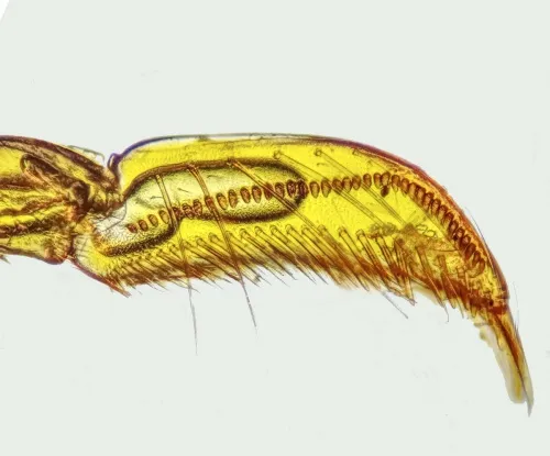 Paracorixa concinna - photo 4