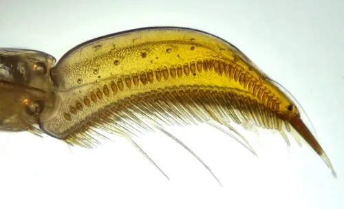 Paracorixa concinna - photo 5
