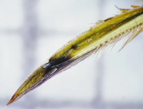 Paracorixa concinna - photo 6