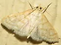 Paracorsia repandalis - Hodges#4992.5 - photo 3