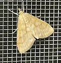 Paracorsia repandalis - Hodges#4992.5 - photo 4