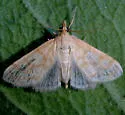 Paracorsia repandalis - Hodges#4992.5 - photo 5