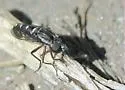 Paracosmus edwardsii
