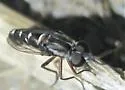 Paracosmus edwardsii - photo 2