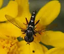 Paracosmus edwardsii - photo 3