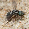 Paracosmus edwardsii - photo 5
