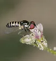 Paracosmus insolens