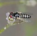Paracosmus insolens - photo 2