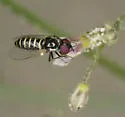 Paracosmus insolens - photo 3