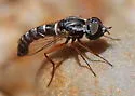 Paracosmus morrisoni