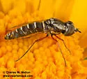 Paracosmus morrisoni - photo 5