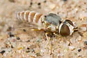 Paracosmus rubicundus
