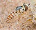 Paracosmus rubicundus - photo 2
