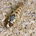 Paracosmus rubicundus - photo 3