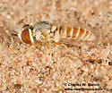 Paracosmus rubicundus - photo 4