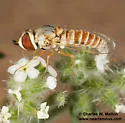 Paracosmus rubicundus - photo 5