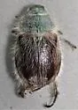 Paracotalpa granicollis - photo 3