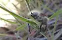 Paracotalpa granicollis - photo 4