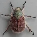 Paracotalpa granicollis - photo 5