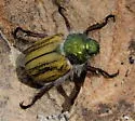 Paracotalpa puncticollis