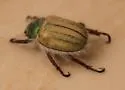 Paracotalpa puncticollis - photo 3