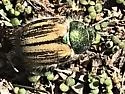 Paracotalpa puncticollis - photo 5