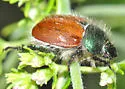 Paracotalpa ursina