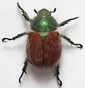 Paracotalpa ursina - photo 2