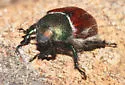 Paracotalpa ursina - photo 4