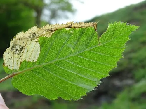 Paracrania chrysolepidella