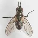Paracraspedothrix angulicornis
