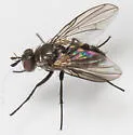 Paracraspedothrix angulicornis - photo 2