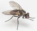 Paracraspedothrix angulicornis - photo 3