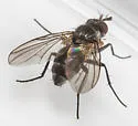 Paracraspedothrix angulicornis - photo 4