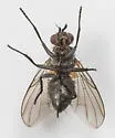 Paracraspedothrix angulicornis - photo 5