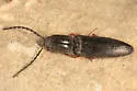 Paractenicera fulvipes - photo 2