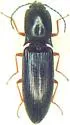 Paractenicera fulvipes - photo 3