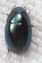 Paracymus confusus