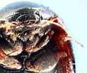 Paracymus confusus - photo 4