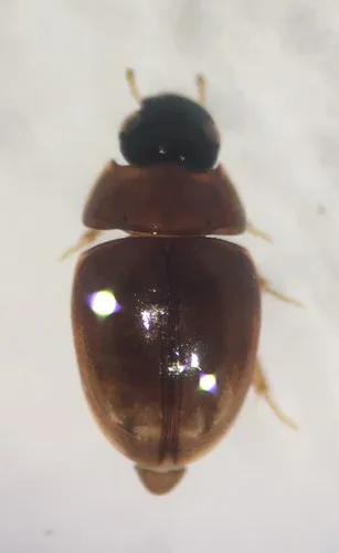 Paracymus lodingi - Paracymus lodingi