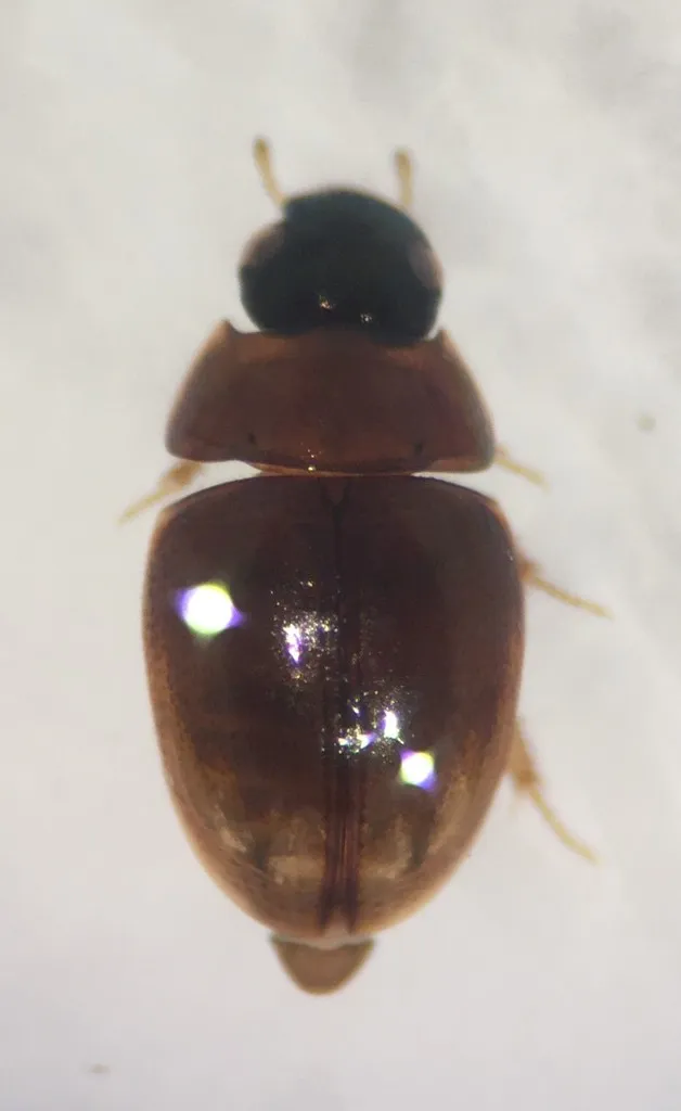 Paracymus lodingi - photo 2