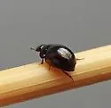 Paracymus nanus