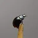 Paracymus nanus - photo 2